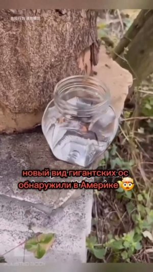 😲 Новый вид насекомых!