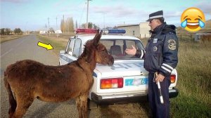 Смеёмся вместе! Лучшая подборка приколов #юмор #смешныевидео