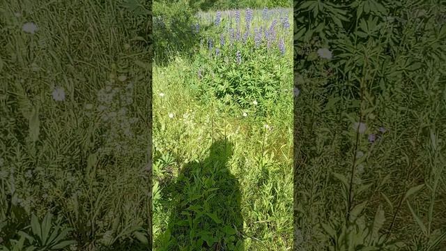 Ягодный драйв