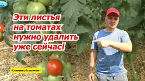 Какие листья нужно удалить на томатах, что бы они дали большой урожай.