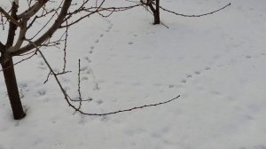 КОГДА ОБРЕЗАТЬ ПЕРСИКИ