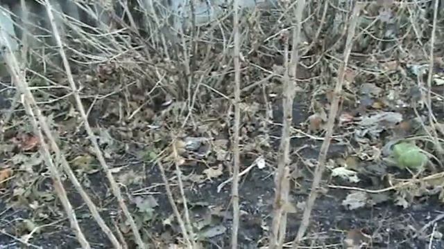 Смородина. Однолетние кусты осенью