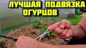 Лучший способ подвязки огурцов в теплице