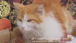 Стамбульские кошки
