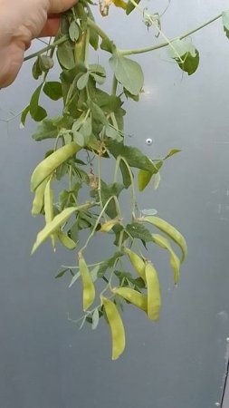 Карликовый Снежный Горошек Норли Мангетоут
