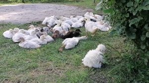 Май. Много работы с утками сутками.