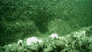 1000045500.mp4Волга гл.5м.28.06.2025г.