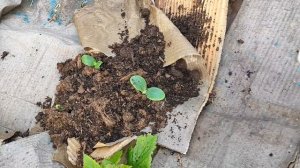 Кабачки в картонной грядке. Провал полный...