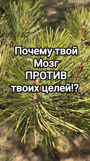 Почему твой мозг саботирует твои цели