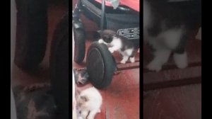 SVID_20250628_193946_1.mp4
