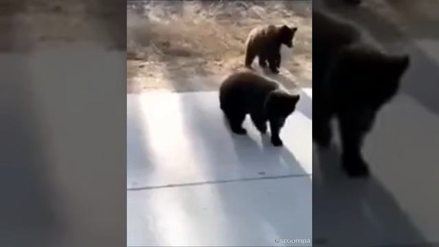 Большие ребята. Рассказ дальнобойщика.