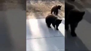 Большие ребята. Рассказ дальнобойщика.