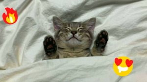 😹СМЕШНО ДО СЛЁЗ ▶ Приколы с кошками и котятами🔥