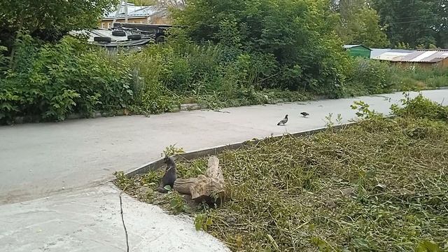 Тишка в засаде.