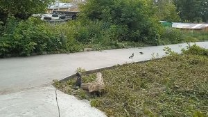 Тишка в засаде.
