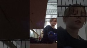 шиншила