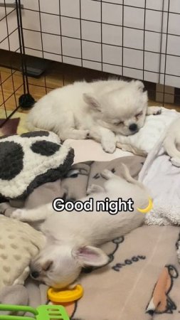 Сладких снов 💤 
#chihuahua #чихуахуа #чихуа #питомникчихуахуа