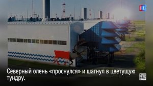 Нейросети «оживили» символ Ямала на Новопортовском месторождении