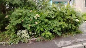 213)-28.06.25.г.Моя городская жизнь.ответы на комментарий.👩👍🚀☘️☘️☘️.