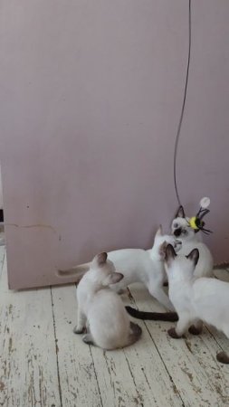 Котята ловят паучка
