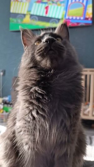 Как ваши дела ❓ 😸