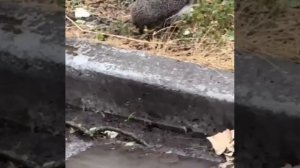 Нашествие ежей замечено в ЛНР 

Колючие друзья не боятся людей и выходят гулять прям под подъезд мно