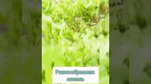 Для конкурса "Первый овощ на грядке"