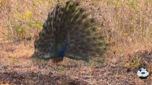 Индийский павлин Pavo cristatus