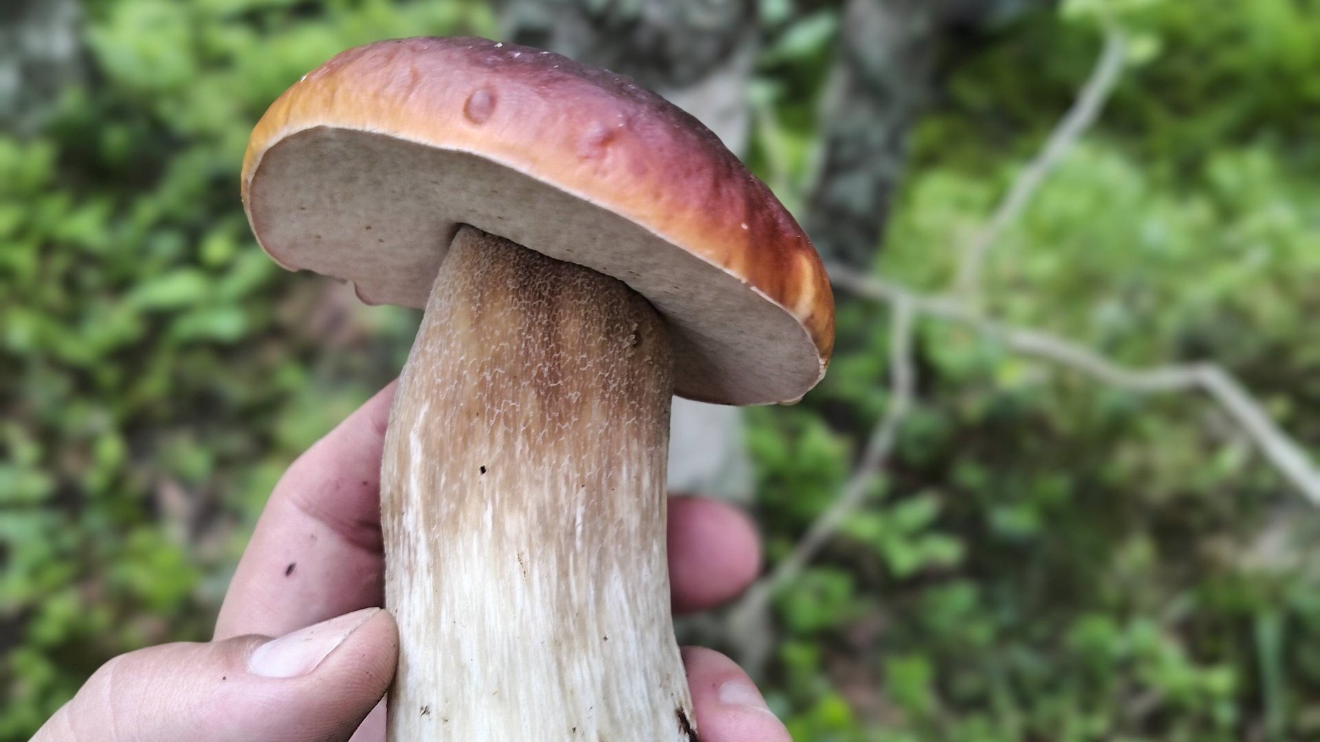 Сбор грибов. Подосиновики гиганты! Белые идут в рост! 28.06.25 смотреть онлайн