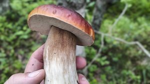 Сбор грибов. Подосиновики гиганты! Белые идут в рост! 28.06.25