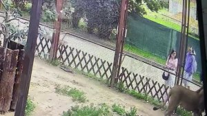 Прогулка с детьми. У кого из детей лучший контакт с Шерханом?