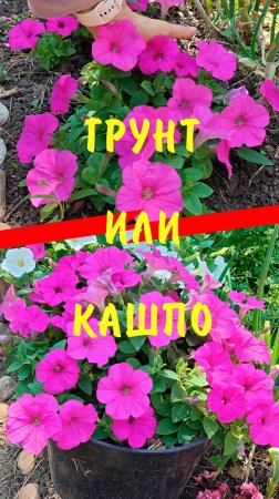 Как лучше выращивать петунию ИЗИ ВЕЙВ НЕОН РОУЗ