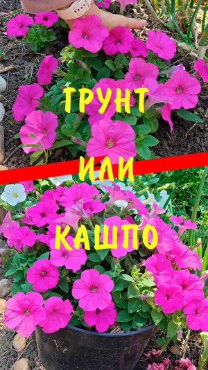 Как лучше выращивать петунию ИЗИ ВЕЙВ НЕОН РОУЗ