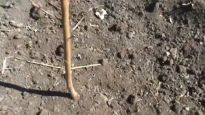 НЕ ВЫСАЖИВАЙ ПЕРСИКИ ПОКА НЕ ПОСМОТРИШЬ ЭТО ВИДЕО