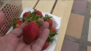 Начало плодоношения клубники
