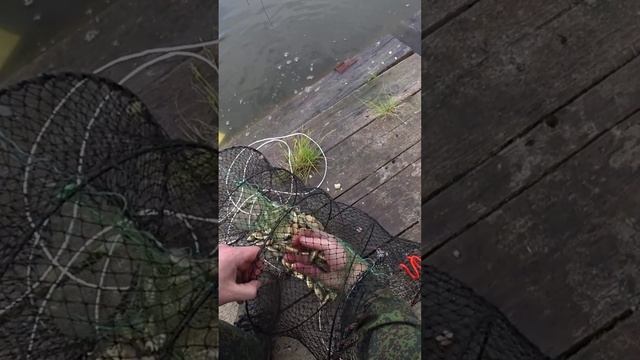 Живец. Ловля карася в пруду на морду для разведения