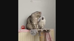 Funny Cats #3