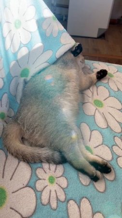 #котики
#чудесные сны