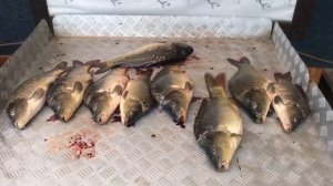 итоговый улов карпа на большом водоёме