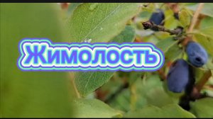 Жимолость: Синяя ягода для здоровья и красоты! 💙🍇