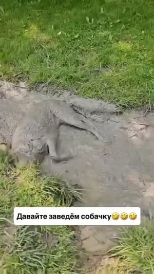 Давайте заведём собачку🤣🤣🤣
