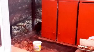 Дача Кухня Кошки - пугливый пушистый котенок пришел пообедать 🐱🏡😾
