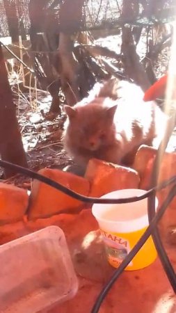 Пепельный кот пришел на дачу🐱🏡