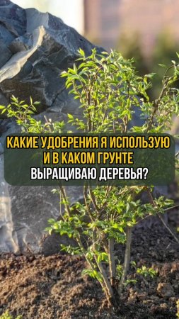 Какие удобрения я использую и в каком грунте выращиваю деревья?