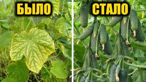 Листья ОГУРЦОВ желтеют и вянут, срочно сделайте так и будете собирать урожай вёдрами до зимы!
