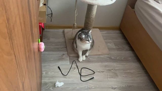 Развлекаем нашу кошку (часть6)
