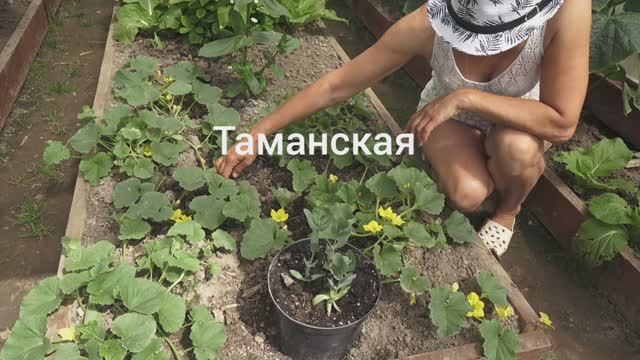 6 соток 24 июня 2025 года. 1 часть.