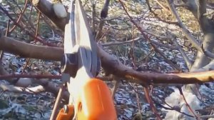ТАК ОБРЕЗАТЬ ПЕРСИКИ НЕЛЬЗЯ