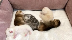 Котятам кошки Кайли 13 дней.