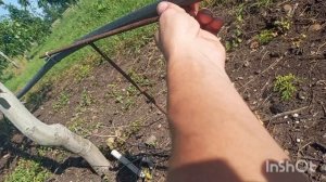 Не поливайте орех весной.